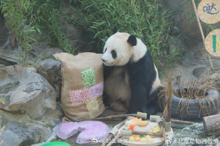 生日快乐！萌大萌二两兄弟10岁了