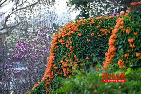 太美了！福州这里“繁花”盛开