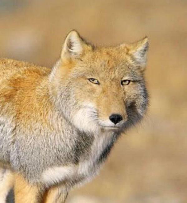 中国最欠揍的“动物”，从出生就随便长，天生一副瞧不起人模样