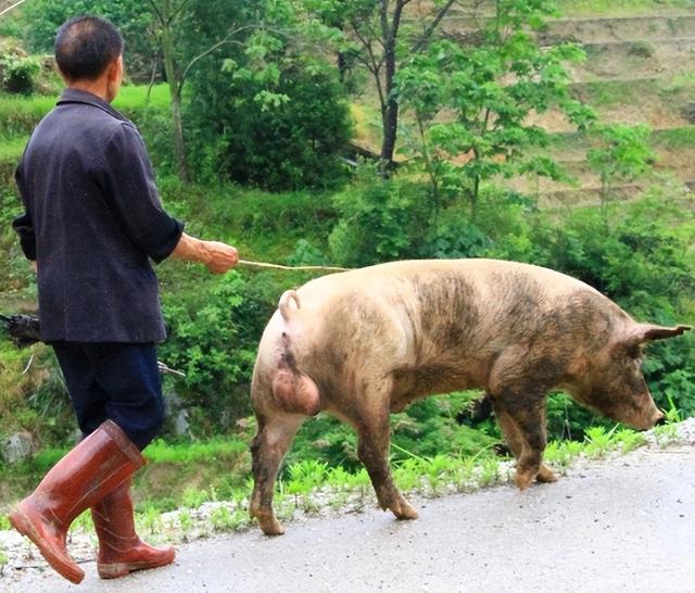 闽南语“猪哥”到底是什么意思？