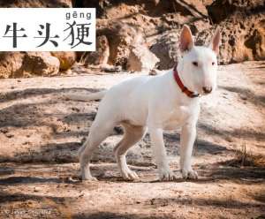 牛头梗(牛头梗 Bull Terrier)