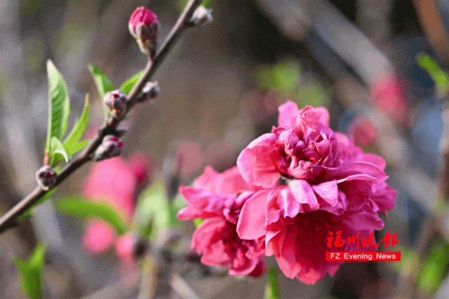 太美了！福州这里“繁花”盛开