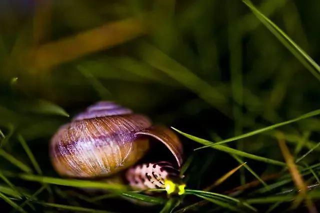 暑期“萤之光”科考营,大学教授带你赏漫天萤火,观浩瀚星空