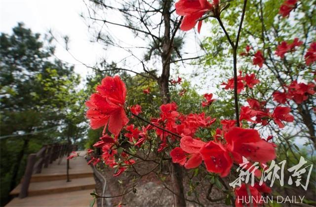 雪峰山脉，春意盎然，好看好吃更好玩！