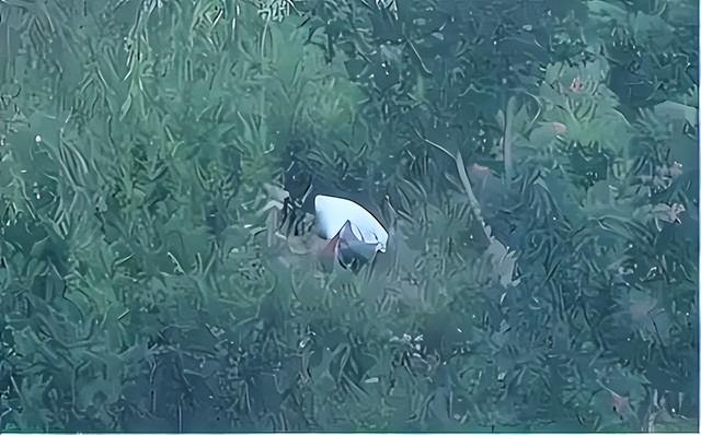 武汉矿场芦苇荡传出求救声，一女子深陷沼泽中，救援发现竟是孕妇