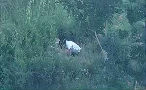 牛蛙女主播娇喘的视频(武汉矿场芦苇荡传出求救声，一女子深陷沼泽中，救援发现竟是孕妇)