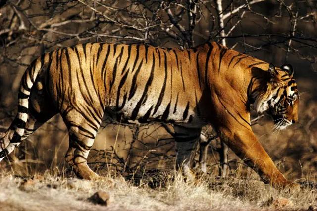 虎女王为虎王老公提供猎物,投怀送抱,却对虎崽凶悍严厉,为啥?