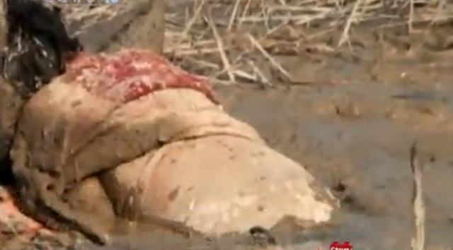 武汉矿场芦苇荡传出求救声，一女子深陷沼泽中，救援发现竟是孕妇