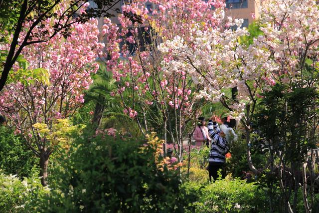 艳丽如霞,燃情似火