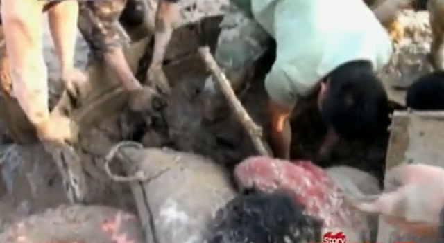 武汉矿场芦苇荡传出求救声，一女子深陷沼泽中，救援发现竟是孕妇