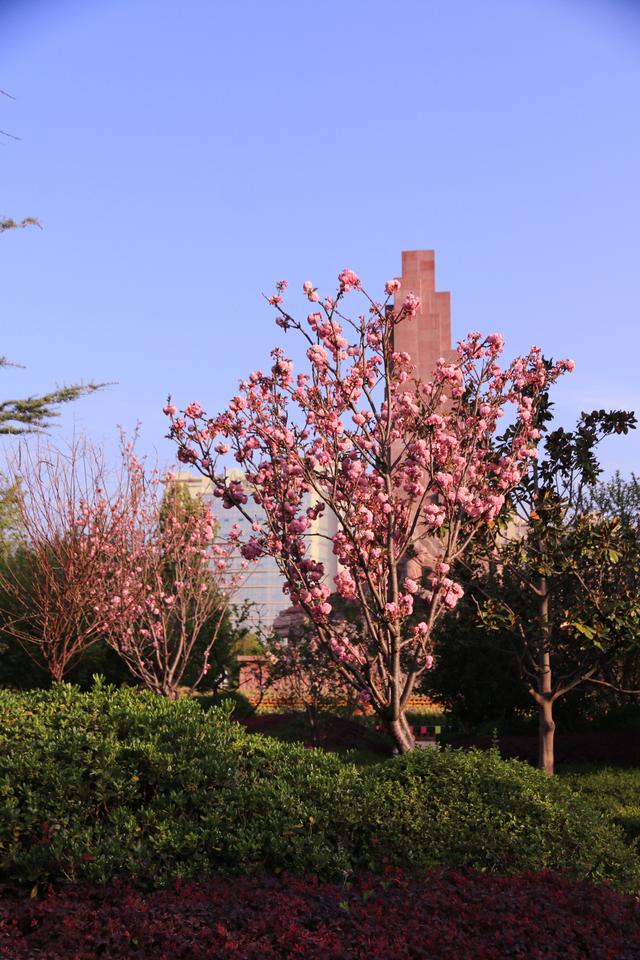 艳丽如霞,燃情似火