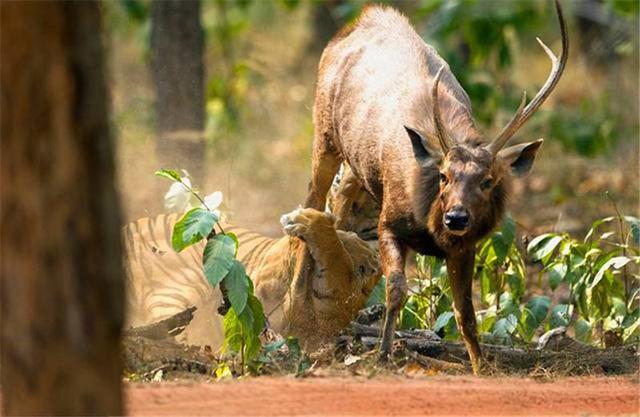 虎女王为虎王老公提供猎物,投怀送抱,却对虎崽凶悍严厉,为啥?