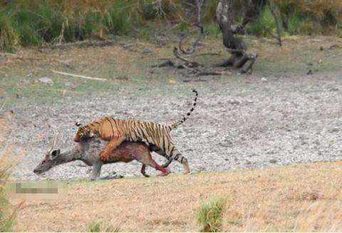 虎女王为虎王老公提供猎物,投怀送抱,却对虎崽凶悍严厉,为啥?