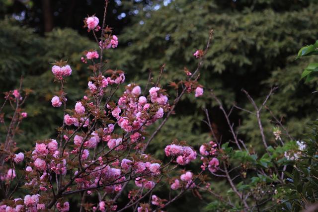 艳丽如霞,燃情似火