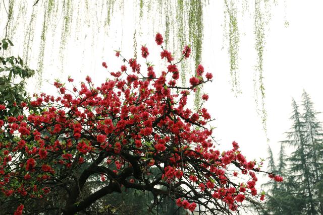 艳丽如霞,燃情似火