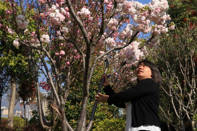 艳丽如霞,燃情似火