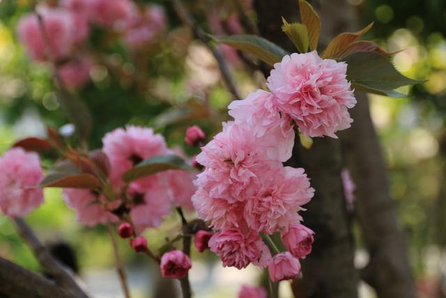 艳丽如霞,燃情似火