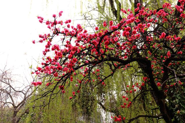 艳丽如霞,燃情似火