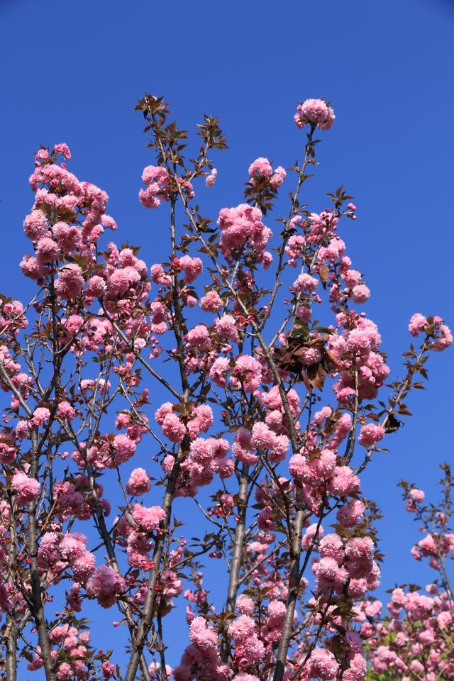 艳丽如霞,燃情似火
