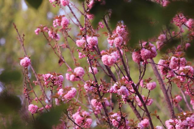 艳丽如霞,燃情似火