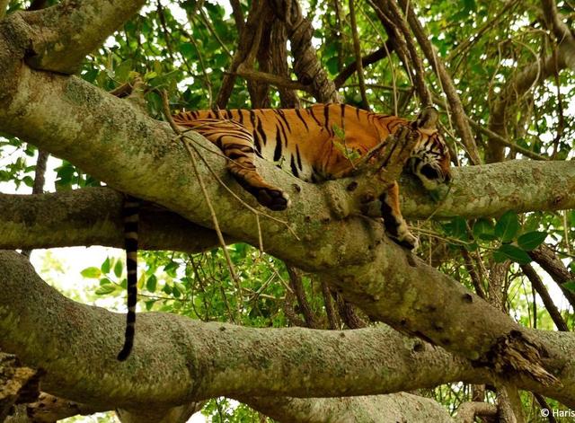 虎女王为虎王老公提供猎物,投怀送抱,却对虎崽凶悍严厉,为啥?