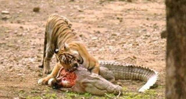 虎女王为虎王老公提供猎物,投怀送抱,却对虎崽凶悍严厉,为啥?