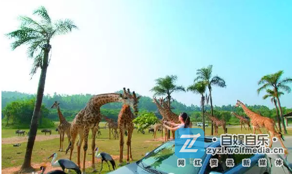 YY夏可可长隆直播，大秀性感身材！