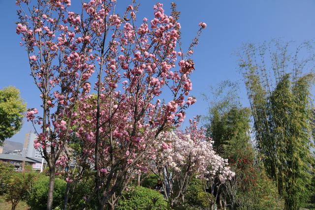 艳丽如霞,燃情似火