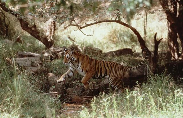 虎女王为虎王老公提供猎物,投怀送抱,却对虎崽凶悍严厉,为啥?