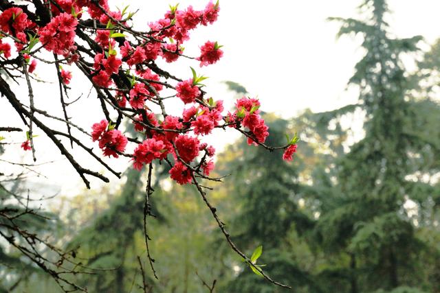 艳丽如霞,燃情似火