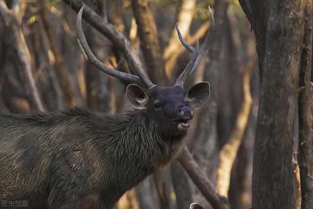 虎女王为虎王老公提供猎物,投怀送抱,却对虎崽凶悍严厉,为啥?