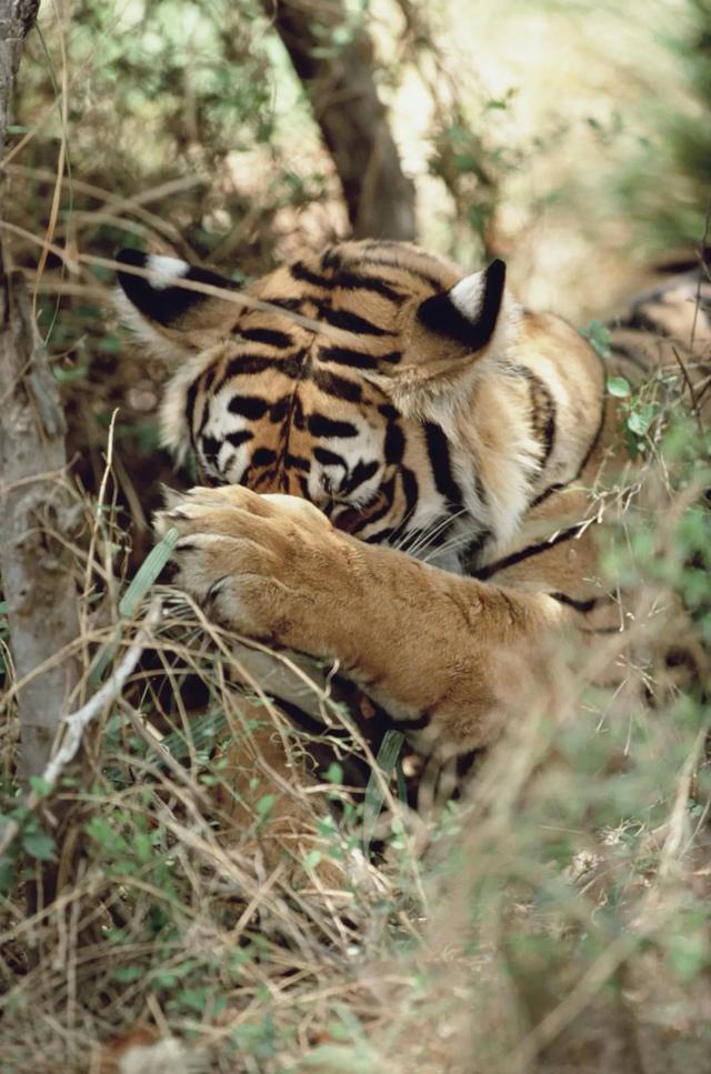 虎女王为虎王老公提供猎物,投怀送抱,却对虎崽凶悍严厉,为啥?