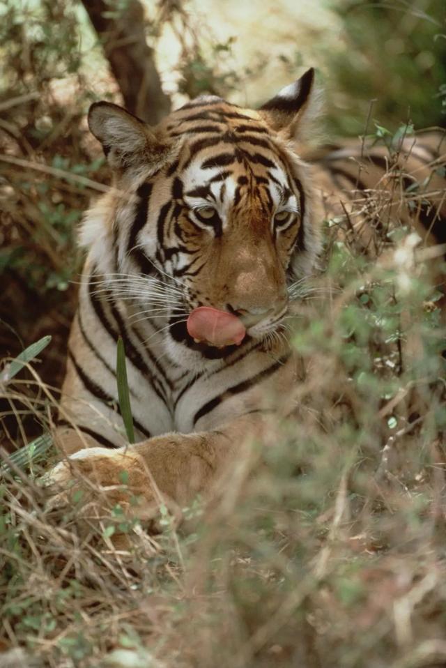 虎女王为虎王老公提供猎物,投怀送抱,却对虎崽凶悍严厉,为啥?