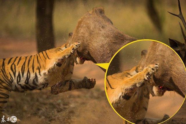 虎女王为虎王老公提供猎物,投怀送抱,却对虎崽凶悍严厉,为啥?