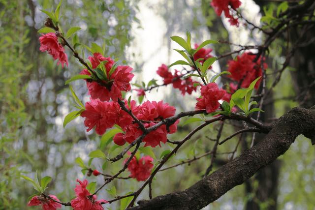 艳丽如霞,燃情似火