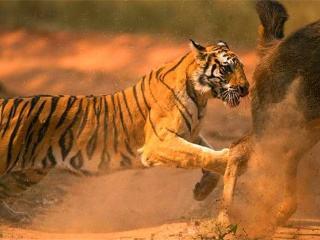 虎女王为虎王老公提供猎物,投怀送抱,却对虎崽凶悍严厉,为啥?