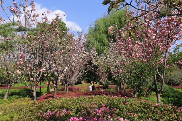 艳丽如霞,燃情似火
