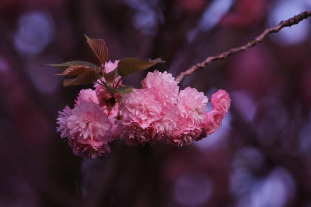 艳丽如霞,燃情似火