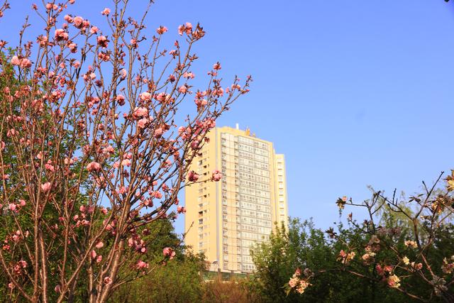 艳丽如霞,燃情似火