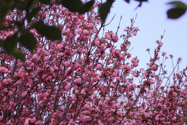 艳丽如霞,燃情似火