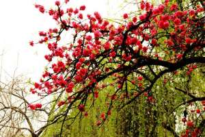 燃情似火的女主播迅雷(艳丽如霞，燃情似火)