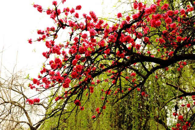艳丽如霞,燃情似火