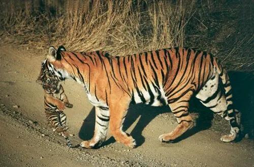 虎女王为虎王老公提供猎物,投怀送抱,却对虎崽凶悍严厉,为啥?