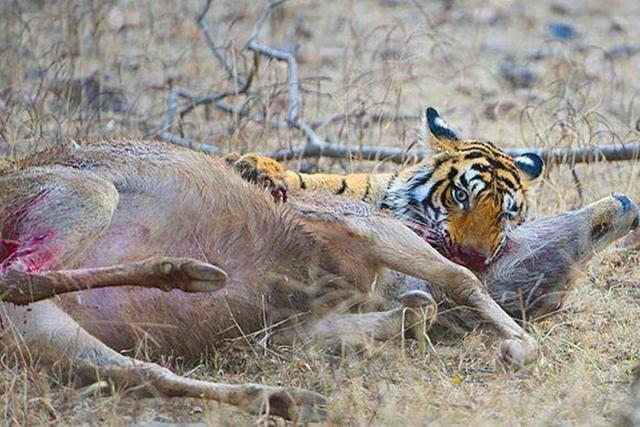 虎女王为虎王老公提供猎物,投怀送抱,却对虎崽凶悍严厉,为啥?