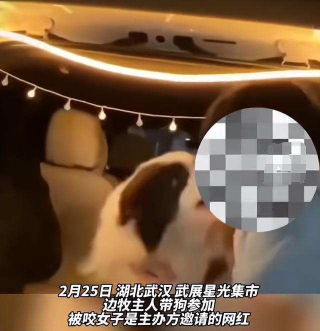 女网红强行撸狗被咬伤,事后要求狗主人赔偿,狗不懂事人也不懂吗