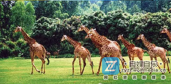 YY夏可可长隆直播，大秀性感身材！