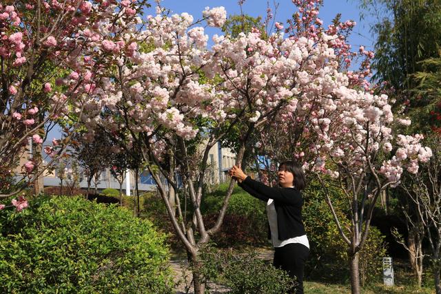艳丽如霞,燃情似火