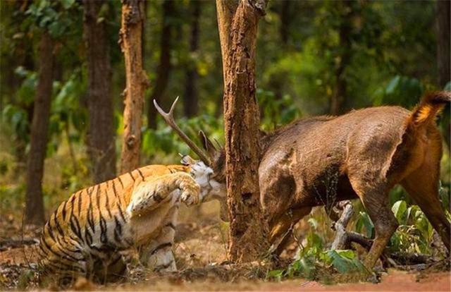 虎女王为虎王老公提供猎物,投怀送抱,却对虎崽凶悍严厉,为啥?