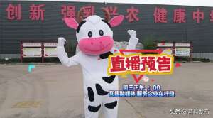 女主播挤奶水网站(【服务企业在行动直播预告】男主播挤奶，2小时锁“鲜”)