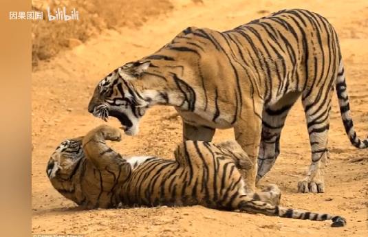 虎女王为虎王老公提供猎物,投怀送抱,却对虎崽凶悍严厉,为啥?